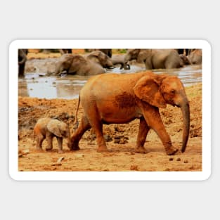 African Wildlife Photography Elephant Mother and Calf Magnet